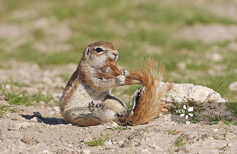 非洲纳米比亚埃托沙国家公园，正在梳理尾巴的南非地松鼠图片素材