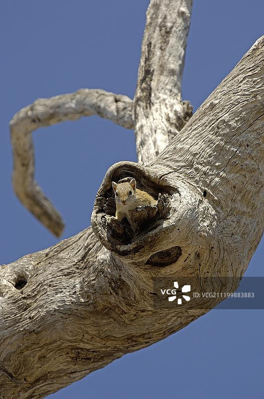 非洲赞比亚南卢安瓜国家公园：从树洞里探出头的南非树松鼠图片素材