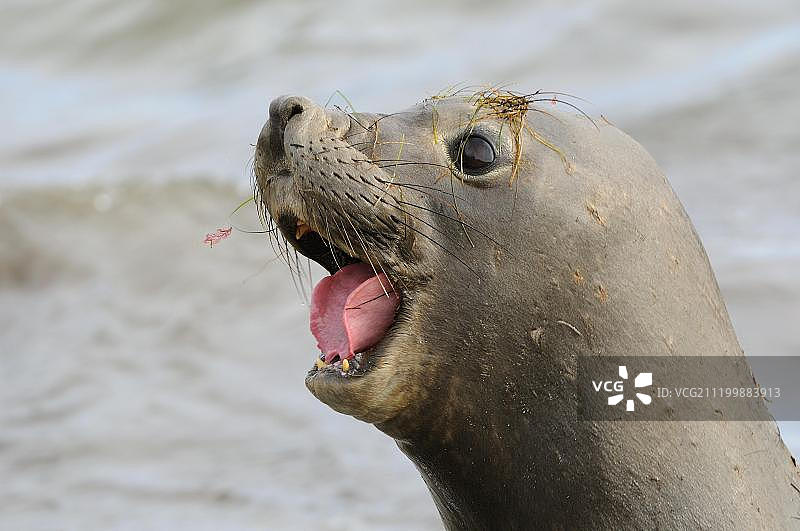 北方象海豹：成年雌性叫喊的特写（地点：墨西哥下加利福尼亚州）图片素材