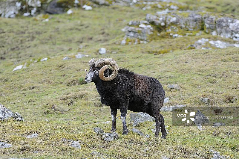 摩弗伦羊（Ovis musimon），成年雄性，站立，圈养，高地野生动物园，金古西，苏格兰，英国，欧洲图片素材