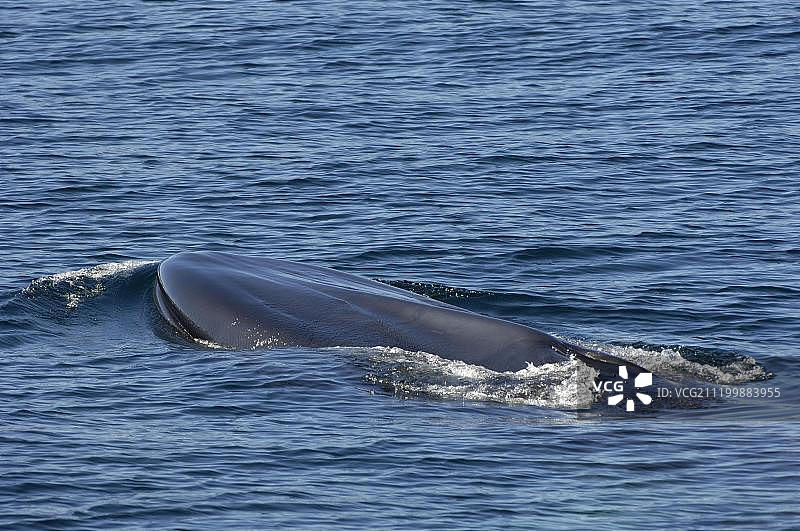 长须鲸，成年，浮出水面，科尔特斯海，墨西哥，北美洲图片素材