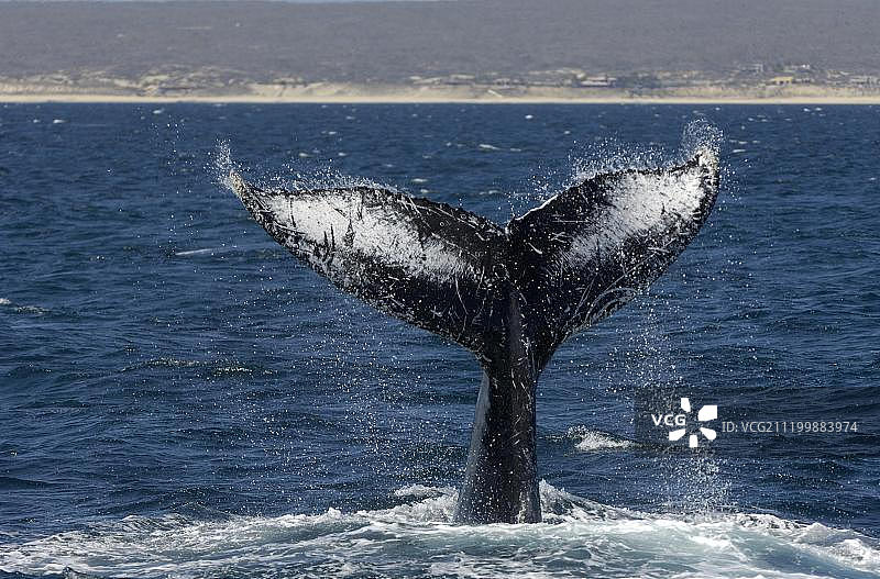 座头鲸，成年，拍打水面尾部，墨西哥下加利福尼亚，北美洲图片素材