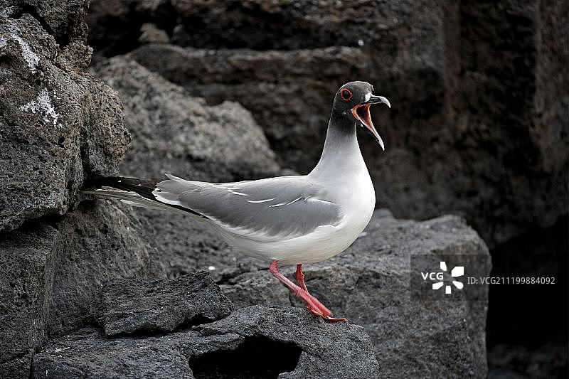 加拉帕戈斯群岛岩石上鸣叫的燕尾鸥图片素材