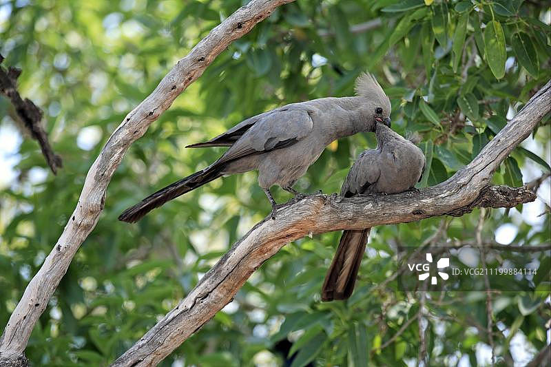 灰色裸鼻蕉鹃成鸟喂食幼鸟，克鲁格国家公园，南非图片素材