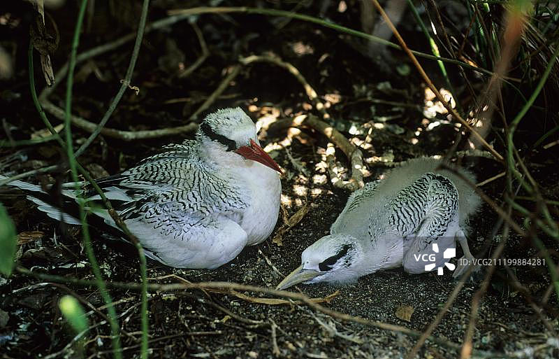 红嘴热带鸟（Phaeton aethereus），成年与幼鸟，小多巴哥，加勒比海图片素材