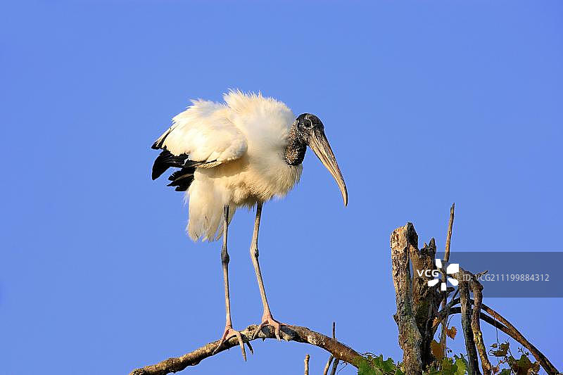 成年美洲木鹳站在树枝上，羽毛蓬乱，美国佛罗里达州图片素材
