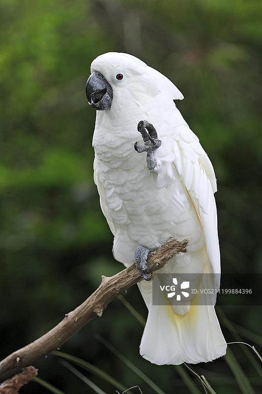 白色凤头鹦鹉（Cacatua alba），成年，抬脚图片素材