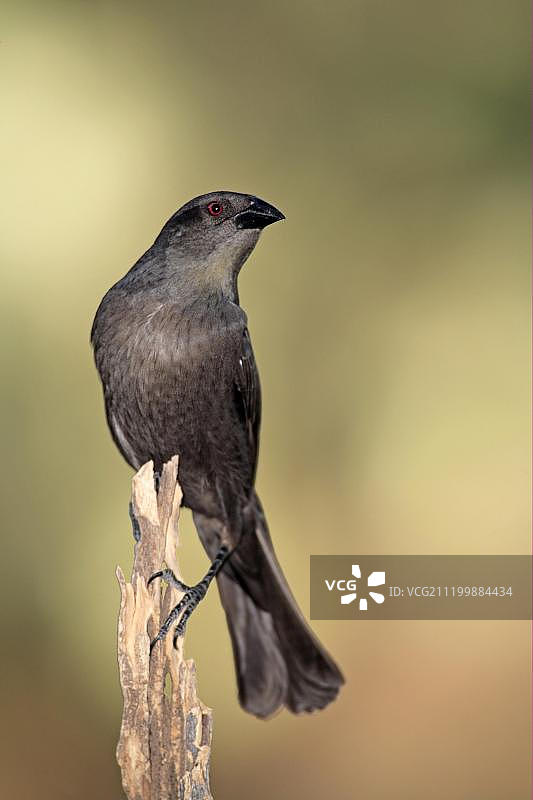 美国亚利桑那州索诺拉沙漠成年雌性铜色牛鹂图片素材