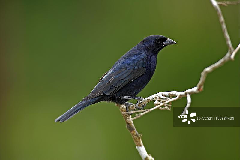 栖息在树枝上的闪亮牛鹂（成年雄性），南美洲巴西马托格罗索潘塔纳尔湿地图片素材