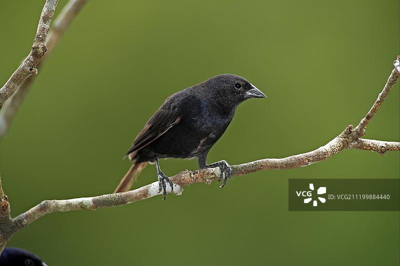 闪亮的棕榈 Cowbird 幼年雄性，栖息在树枝上，巴西马托格罗索州潘塔纳尔湿地，南美洲图片素材