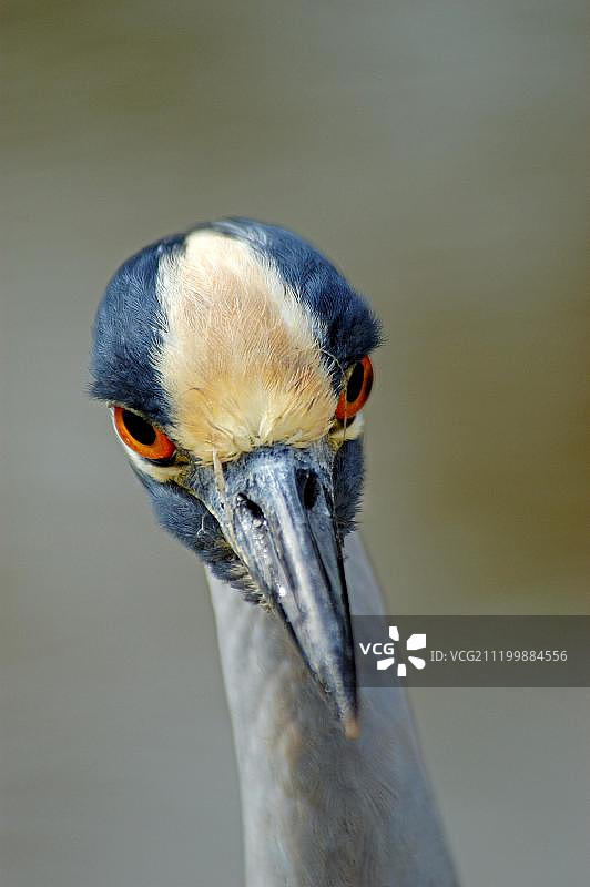 黄冠夜鹭成鸟肖像，美国佛罗里达州图片素材