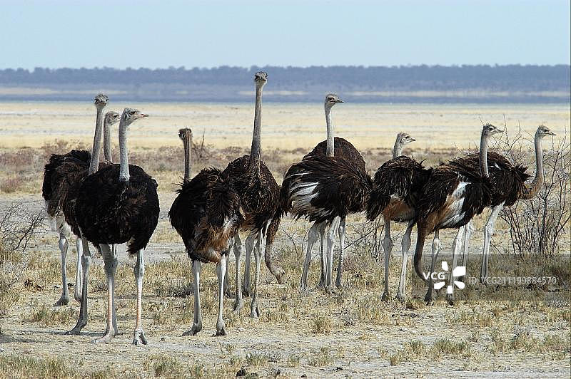 非洲纳米比亚埃托沙国家公园的鸵鸟幼鸟图片素材