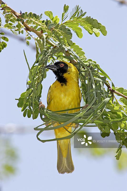 南非马迪克韦国家公园，正在筑巢的雄性南部织布鸟图片素材