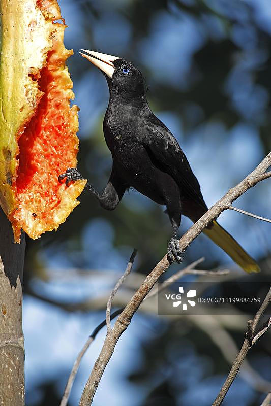 正在食用木瓜的成年凤头拟鹂，潘塔纳尔湿地，马托格罗索州，巴西，南美洲图片素材
