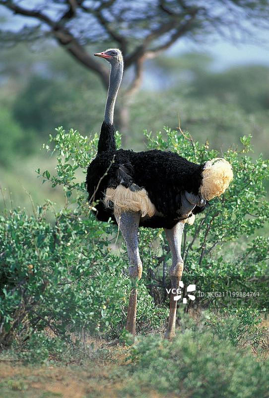 索马里鸵鸟，肯尼亚桑布鲁国家公园图片素材
