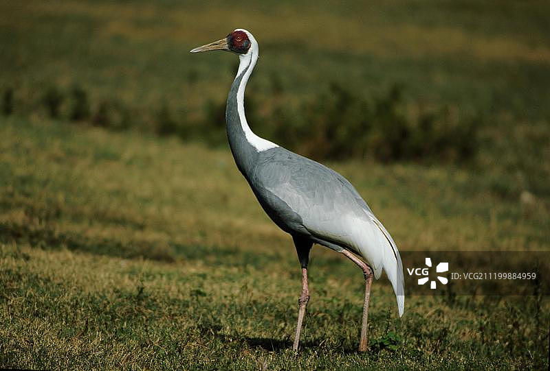 白枕鹤在草地上行走图片素材