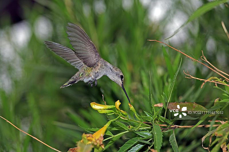 安娜蜂鸟幼鸟在亚利桑那州索诺拉沙漠中飞翔觅食图片素材