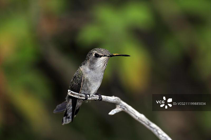 安娜蜂鸟（Calypte anna），成年雌性，栖息在树枝上，索诺拉沙漠，亚利桑那州，美国图片素材