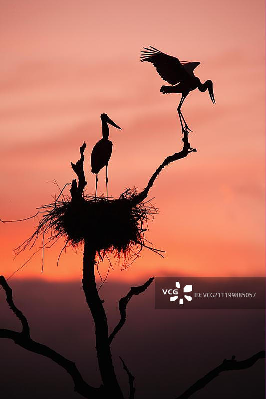 美洲鹮鹳（Jabiru mycteria），一对成鸟在日出时巢穴的轮廓，巴西马托格罗索潘塔纳尔湿地，南美洲图片素材