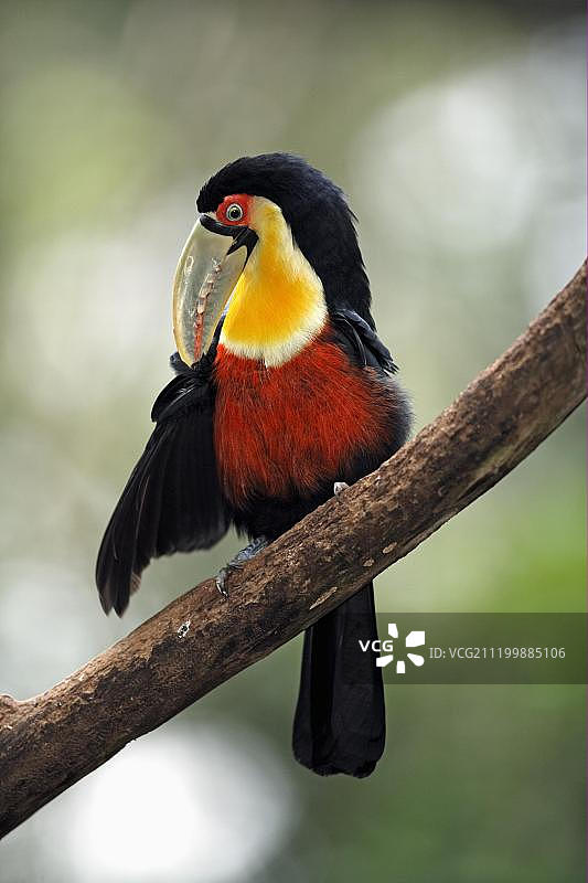 红胸巨嘴鸟图片素材