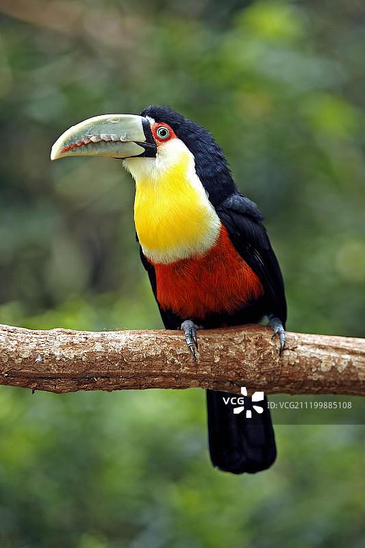 巴西马托格罗索州的红胸巨嘴鸟图片素材