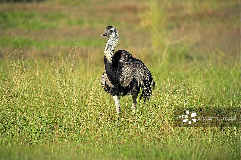 巴西马托格罗索湿地的大美洲鸵图片素材