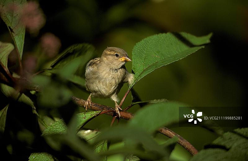 大麻上的幼年家麻雀图片素材