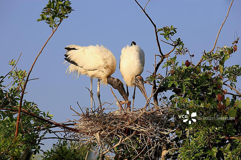美洲木鹳成鸟夫妇在佛罗里达州的巢中与雏鸟图片素材