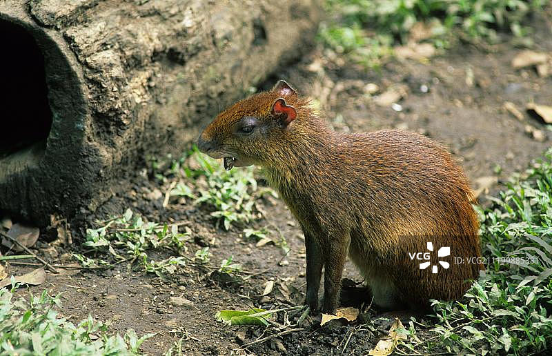 刺豚鼠，坐在地上，靠近空心树干图片素材