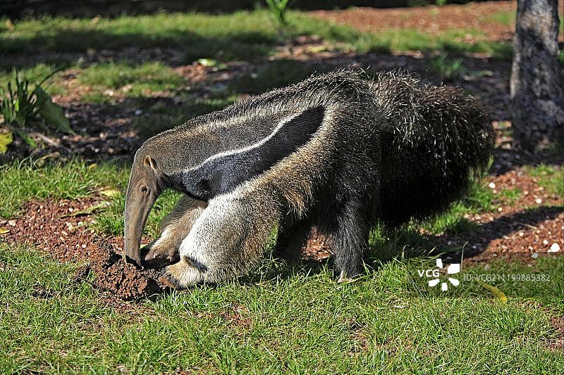 巨型食蚁兽正在捕食白蚁图片素材