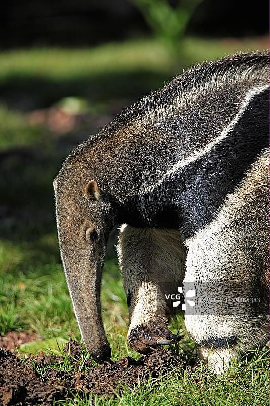 巨型食蚁兽正在捕食白蚁图片素材