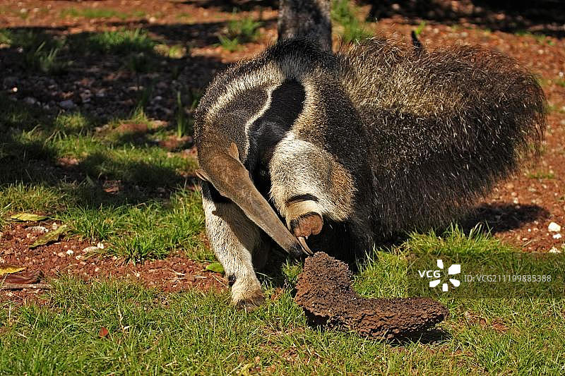 巨型食蚁兽正在捕食白蚁图片素材