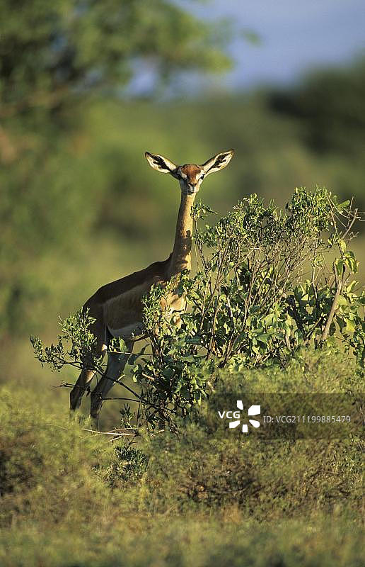成年雌性长颈羚在肯尼亚桑布鲁国家保护区灌木后保持警惕图片素材