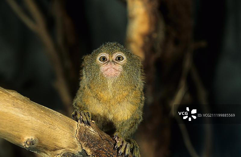 侏儒狨猴图片素材