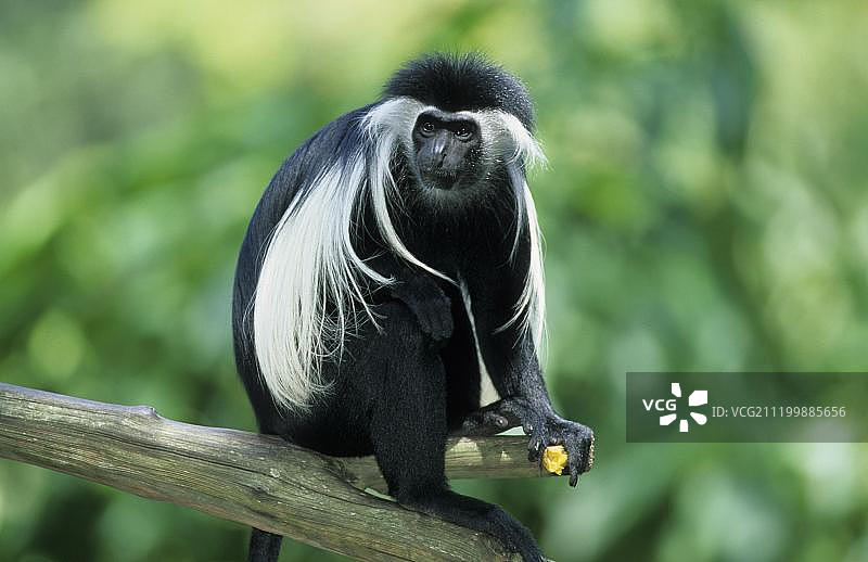 安哥拉疣猴坐在树枝上，手拿食物图片素材