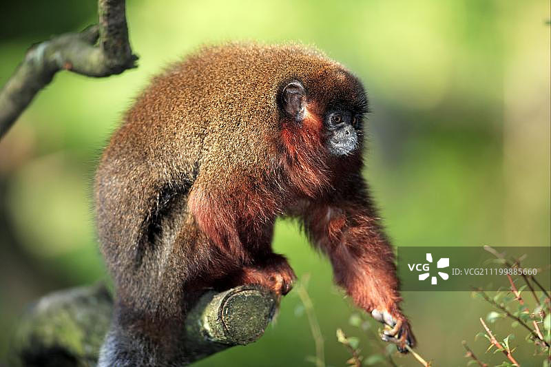 成年暗色伶猴（圈养）图片素材