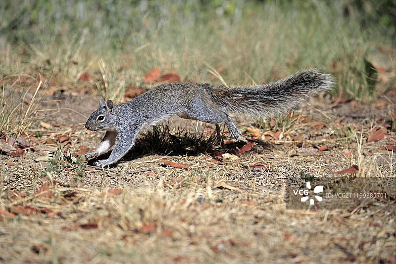 亚利桑那灰松鼠，成年，奔跑，美国亚利桑那州马德拉峡谷图片素材