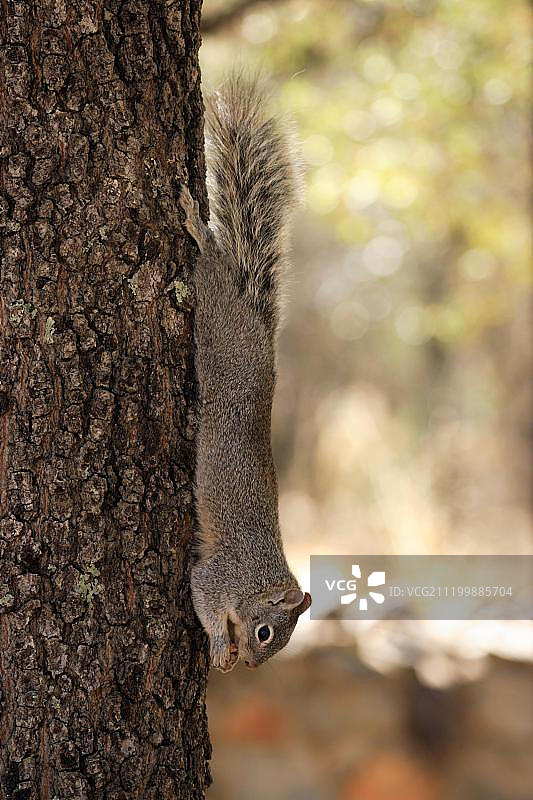 亚利桑那灰松鼠，栖息在树上的成年松鼠，美国亚利桑那州图片素材