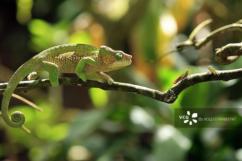 豹纹变色龙（Furcifer pardalis），成年雌性在树枝上，捕食蚱蜢，马达加斯加，非洲图片素材