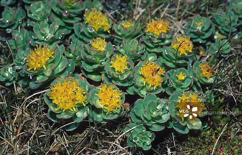 北极景天开花，比约恩岛，熊岛，斯瓦尔巴群岛，挪威，欧洲图片素材