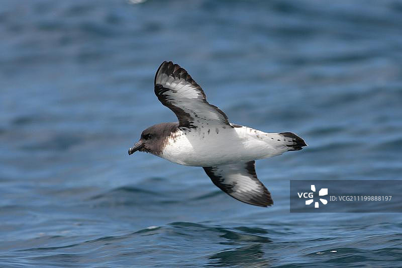 海燕（Daption capense）成年，在海面上低空飞行，新西兰凯库拉图片素材