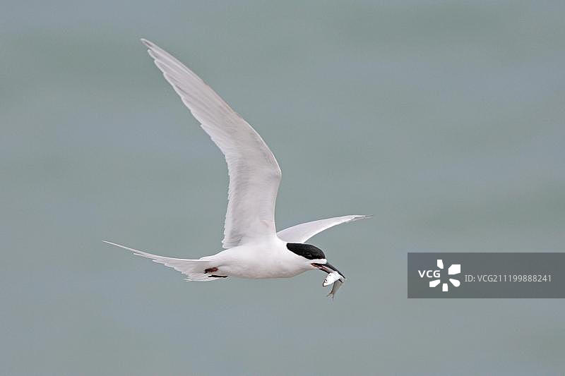 新西兰普纳凯基，飞行中的白额燕（含鱼）图片素材