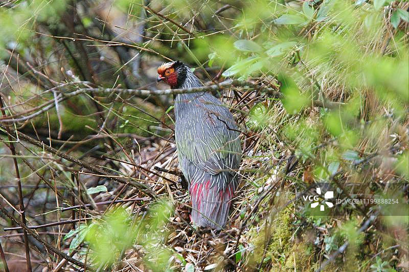 血雉（Ithaginis cruentus clarkei），雄性，繁殖羽，中国云南苍山，亚洲图片素材