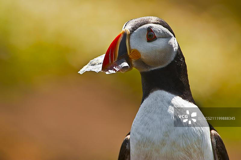 北大西洋海鹦：成鸟，误将塑料当成食物，带入洞穴喂雏鸟，斯库默岛，彭布罗克郡，威尔士，欧洲图片素材