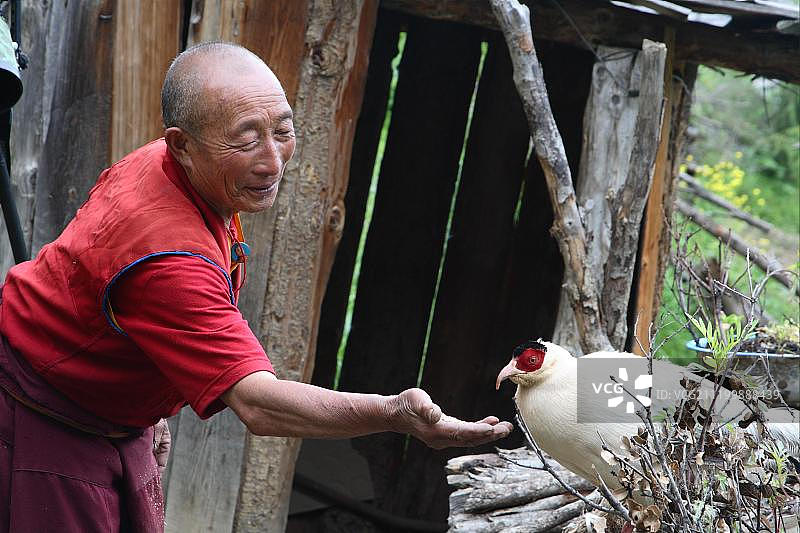 中国四川马尔康寺庙里被藏族僧侣喂食的白马鸡图片素材