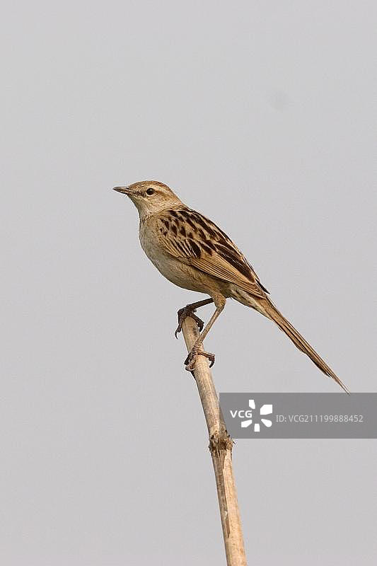沼泽草鹛，缅甸图片素材