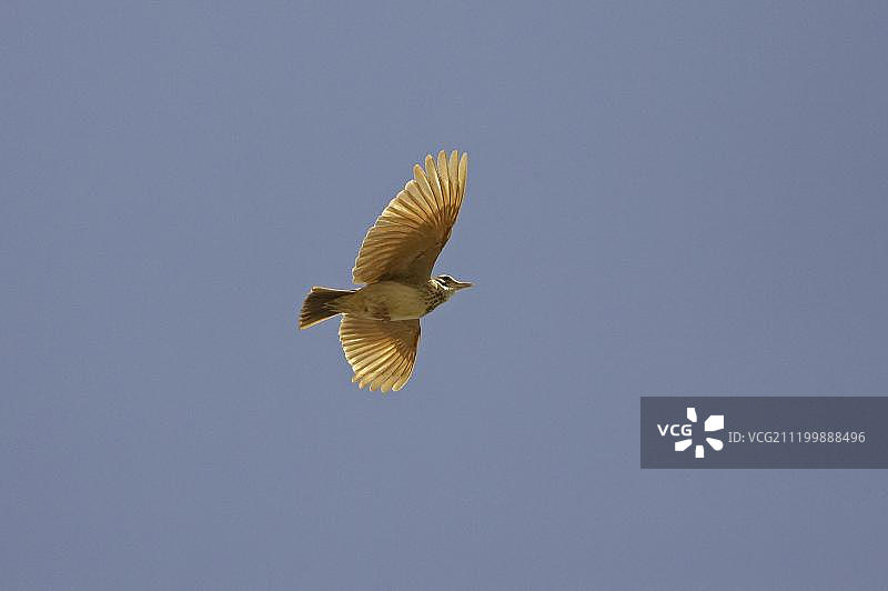 歌唱中的凤头百灵，葡萄牙，欧洲图片素材