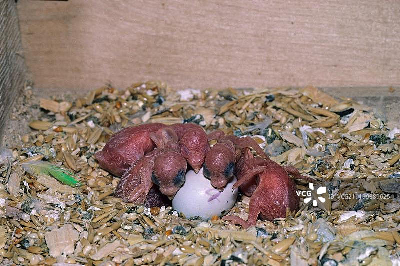 虎皮鹦鹉，四天大的雏鸟和鸟窝中的蛋图片素材