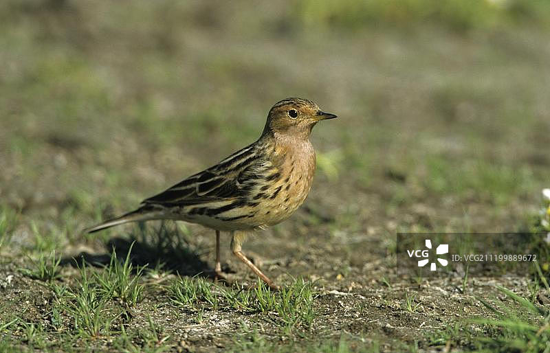 红喉鹨鸟站立在地面上图片素材