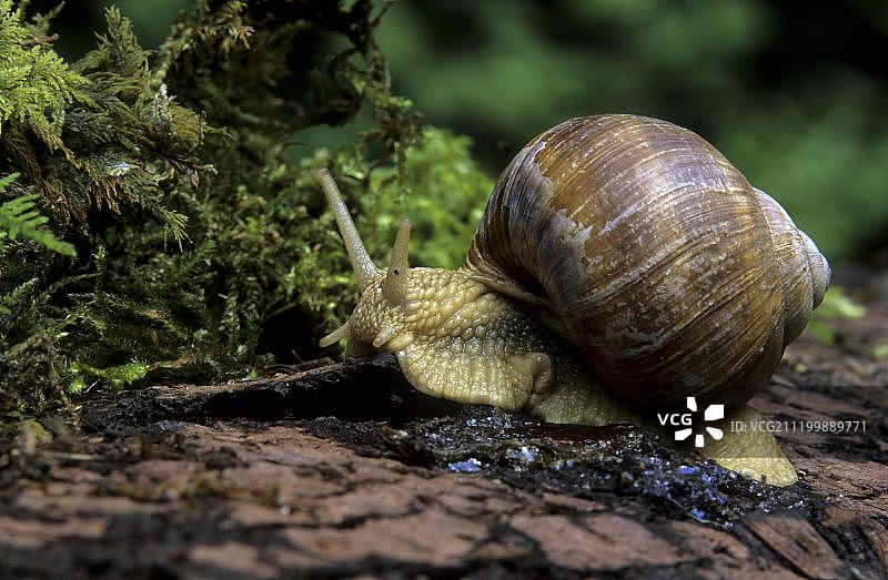 勃艮第蜗牛，罗马蜗牛，食用蜗牛（Helix pomatia），法国，欧洲图片素材